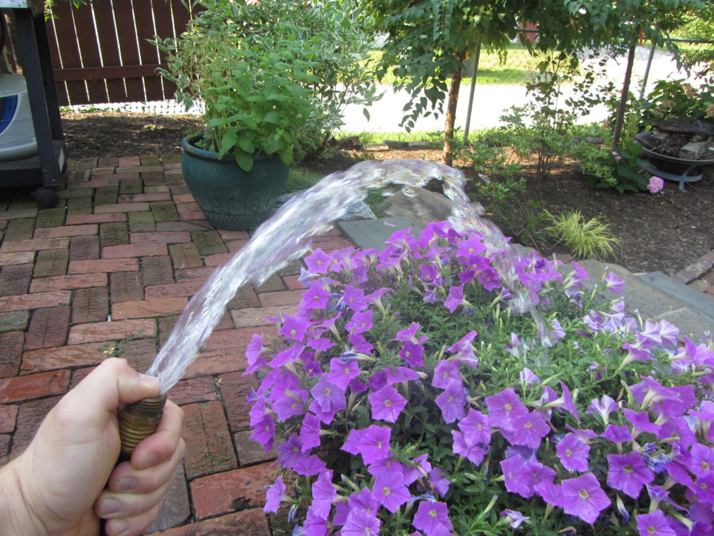 How to Water Plants