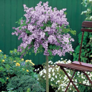 Topiary Lilac sold at Techmer Nursery Garden Center New Paltz, NY