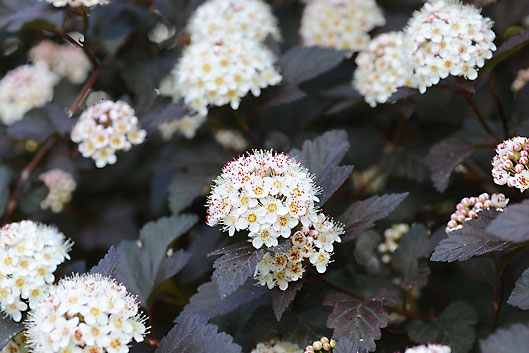 planting with shrubs