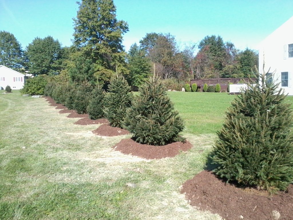 how to plant evergreen spruce trees