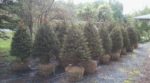 Spruce and Pine Tree Privacy Screening – Techmer Nursery Garden Center ...