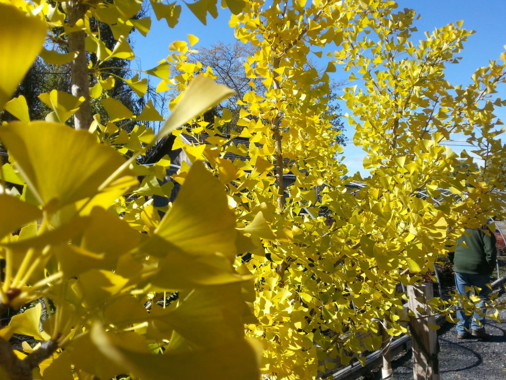 brilliant-yellow-fall-color-trees-ginkgo-biloba