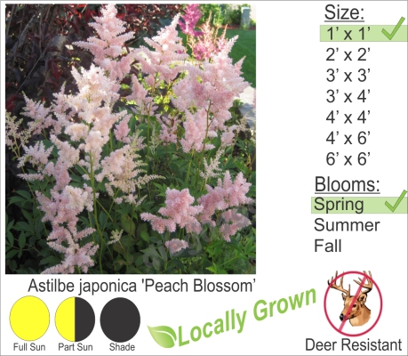 Astilbe japonica 'Peach Blossom’