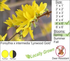 Forsythia x intermedia 'Lynwood Gold’