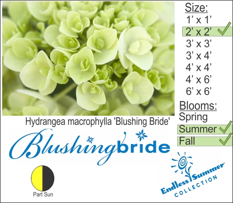Hydrangea macrophylla 'Blushing Bride'