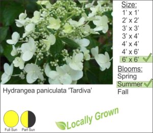 Hydrangea paniculata 'Tardiva’