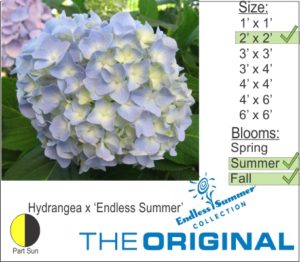 Hydrangea x ‘Endless Summer’