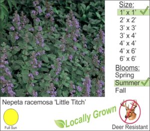 Nepeta racemosa 'Little Titch’