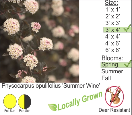 Physocarpus opulifolius 'Summer Wine’