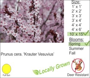 Flowering Plum