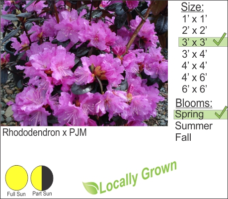 Rhododendron x PJM