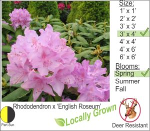 Rhododendron x ‘English Roseum’