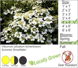 Viburnum plicatum tomentosum 'Summer Snow Flake'