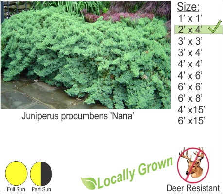 Juniperus procumbens 'Nana’