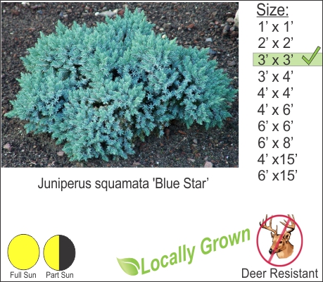 Juniperus squamata 'Blue Star’