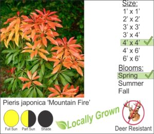 Pieris japonica 'Mountain Fire’