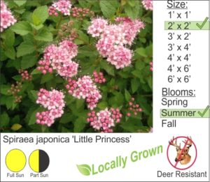 Spiraea japonica 'Little Princess’