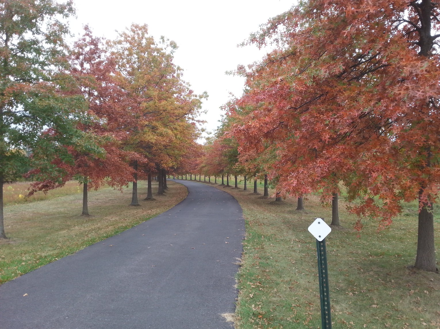 Legacy Plantings Red Oak