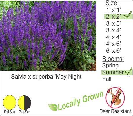 May Night Sage - Salvia x superba 'May Night’