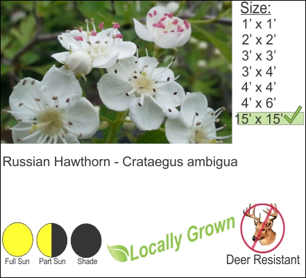 Russian Hawthorn - Crataegus ambigua